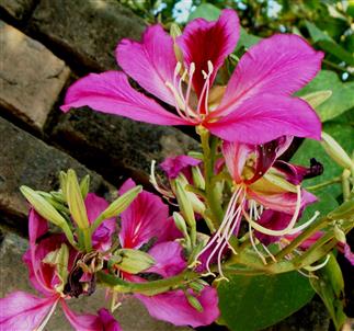 Bauhinia variegata